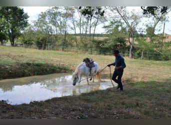 Caballo camargués, Caballo castrado, 11 años, 143 cm, Tordo