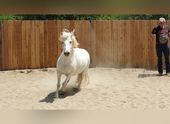 Caballo camargués, Caballo castrado, 11 años, 143 cm, Tordo