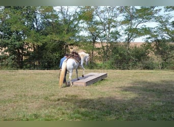 Caballo camargués, Caballo castrado, 11 años, 143 cm, Tordo