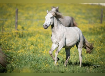 Caballo camargués, Caballo castrado, 2 años, 147 cm, Tordo