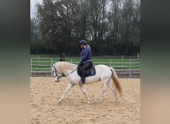 Caballo camargués, Caballo castrado, 3 años, 145 cm, Tordo