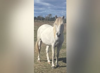 Caballo camargués, Caballo castrado, 5 años, 135 cm, Tordo