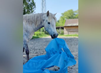 Caballo camargués, Caballo castrado, 5 años, 146 cm, Tordo