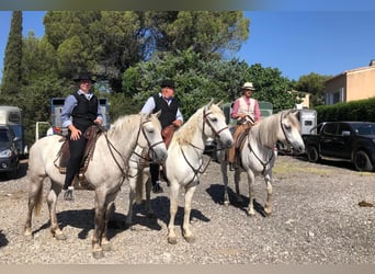 Caballo camargués, Caballo castrado, 7 años, 150 cm, White/Blanco