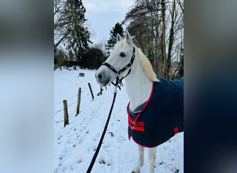 Caballo camargués, Caballo castrado, 9 años, 146 cm, White/Blanco