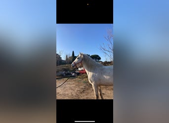 Caballo camargués, Caballo castrado, 9 años, 150 cm, Tordo