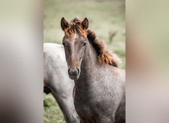 Caballo camargués, Semental, 1 año, Tordo