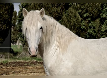 Caballo camargués, Semental, 4 años, 146 cm, White/Blanco