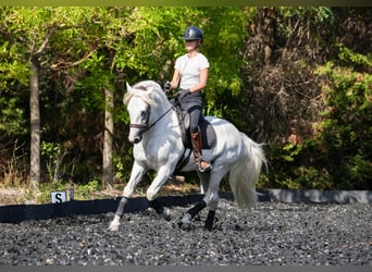 Caballo camargués, Semental, 9 años, 152 cm, Tordo