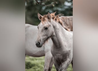 Caballo camargués, Semental, 