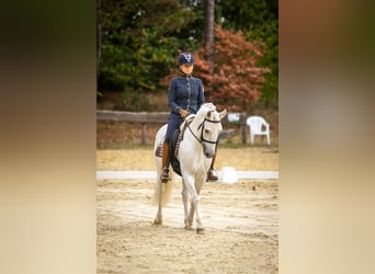Caballo camargués, Semental, 8 años, 144 cm, Tordo