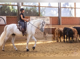 Caballo camargués, Semental, 8 años, 144 cm, Tordo