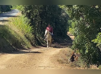 Caballo camargués, Yegua, 10 años, 150 cm