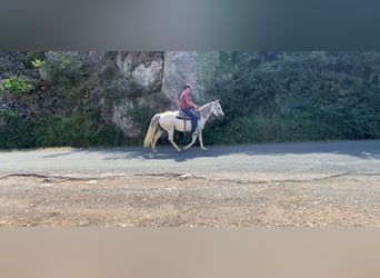 Caballo camargués, Yegua, 10 años, 150 cm