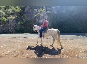 Caballo camargués, Yegua, 10 años, 150 cm