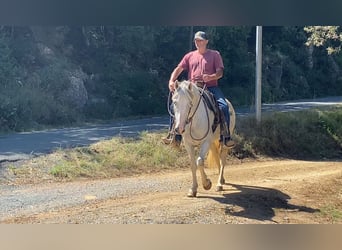 Caballo camargués, Yegua, 10 años, 150 cm