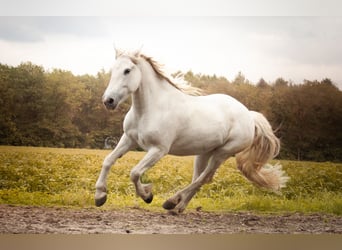 Caballo camargués, Yegua, 10 años, 152 cm, Tordo