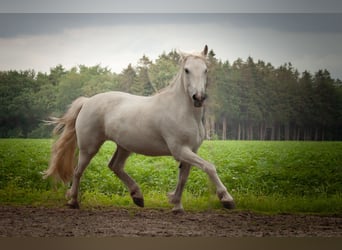 Caballo camargués, Yegua, 10 años, 152 cm, Tordo