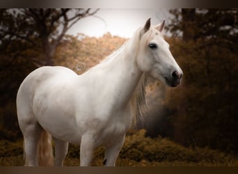 Caballo camargués, Yegua, 10 años, 152 cm, Tordo