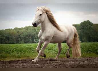 Caballo camargués, Yegua, 10 años, 152 cm, Tordo