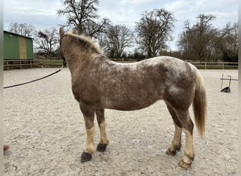 Caballo camargués Mestizo, Yegua, 14 años, 148 cm, Ruano alazán