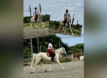 Caballo camargués Mestizo, Yegua, 14 años, 150 cm, Tordo