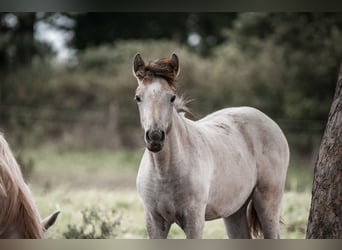 Caballo camargués, Yegua, 1 año, Tordo