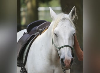 Caballo camargués, Yegua, 20 años, 140 cm, Tordo