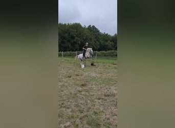 Caballo camargués Mestizo, Yegua, 20 años, 155 cm