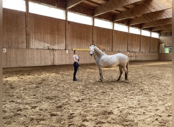 Caballo camargués, Yegua, 4 años, 152 cm, Tordo