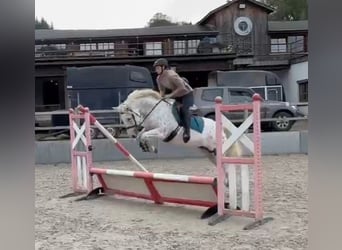 Caballo camargués, Yegua, 5 años, 153 cm, Atigrado/Moteado