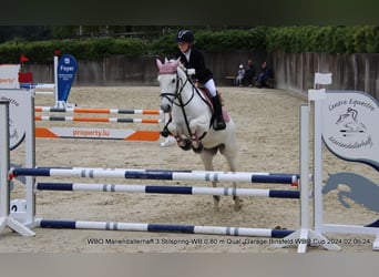 Caballo camargués, Yegua, 7 años, 143 cm, White/Blanco