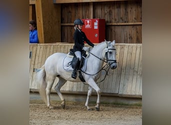 Caballo camargués, Yegua, 7 años, 143 cm, White/Blanco