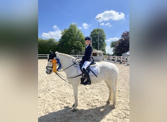 Caballo camargués, Yegua, 7 años, 143 cm, White/Blanco