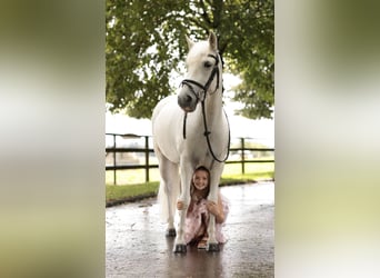 Caballo camargués, Yegua, 7 años, 143 cm, White/Blanco