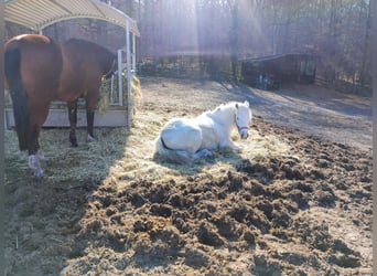 Caballo camargués, Yegua, 7 años, 148 cm, Tordo