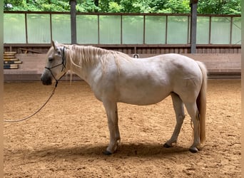 Caballo camargués, Yegua, 7 años, 148 cm, Tordo