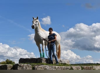 Caballo camargués, Yegua, 7 años, 148 cm, Tordo