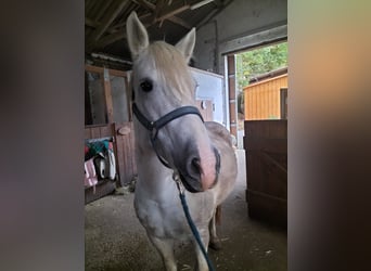 Caballo camargués, Yegua, 7 años, 148 cm, Tordo