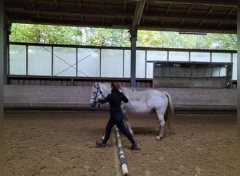 Caballo camargués, Yegua, 7 años, 148 cm, Tordo