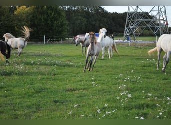 Caballo camargués, Yegua, 7 años, 148 cm, Tordo