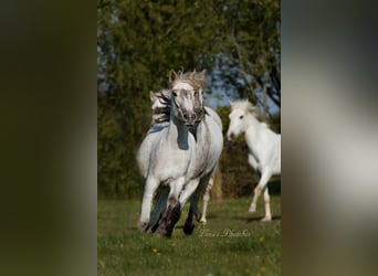 Caballo camargués, Yegua, 7 años, 148 cm, Tordo