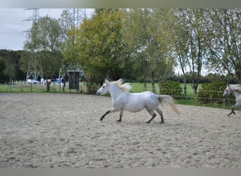 Caballo camargués, Yegua, 7 años, 148 cm, Tordo