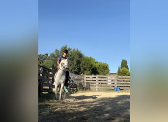 Caballo camargués, Yegua, 8 años, 145 cm, White/Blanco
