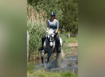 Caballo camargués, Yegua, 8 años, 148 cm, Tordo