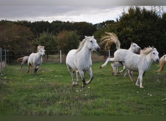 Caballo camargués, Yegua, 8 años, 148 cm, Tordo