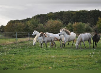 Caballo camargués, Yegua, 8 años, 148 cm, Tordo