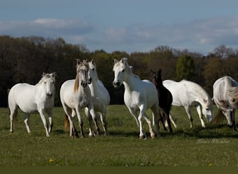 Caballo camargués, Yegua, 8 años, 148 cm, Tordo