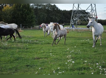 Caballo camargués, Yegua, 8 años, 148 cm, Tordo