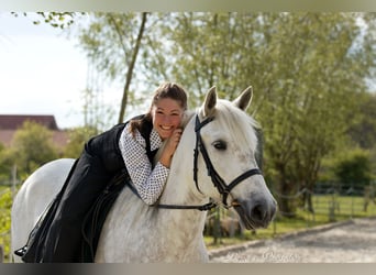 Caballo camargués, Yegua, 8 años, 148 cm, Tordo